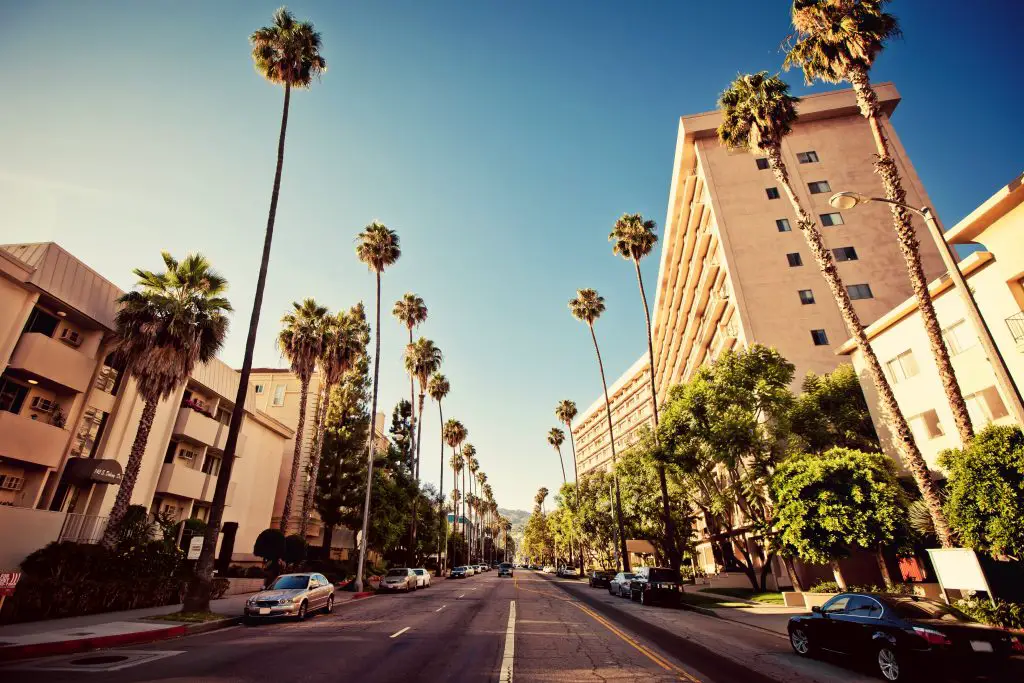 Palm Trees along the Streets of Beverly Hills - 2 Days in Los Angeles