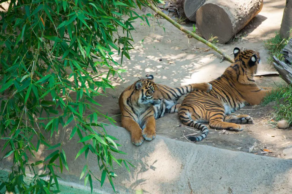 Two Royal Bengal tigers at the zoo of Los Angeles -  2 Days in Los Angeles