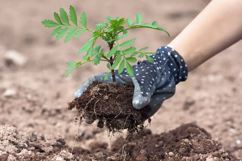 Planting a Tree - Bucket List Ideas