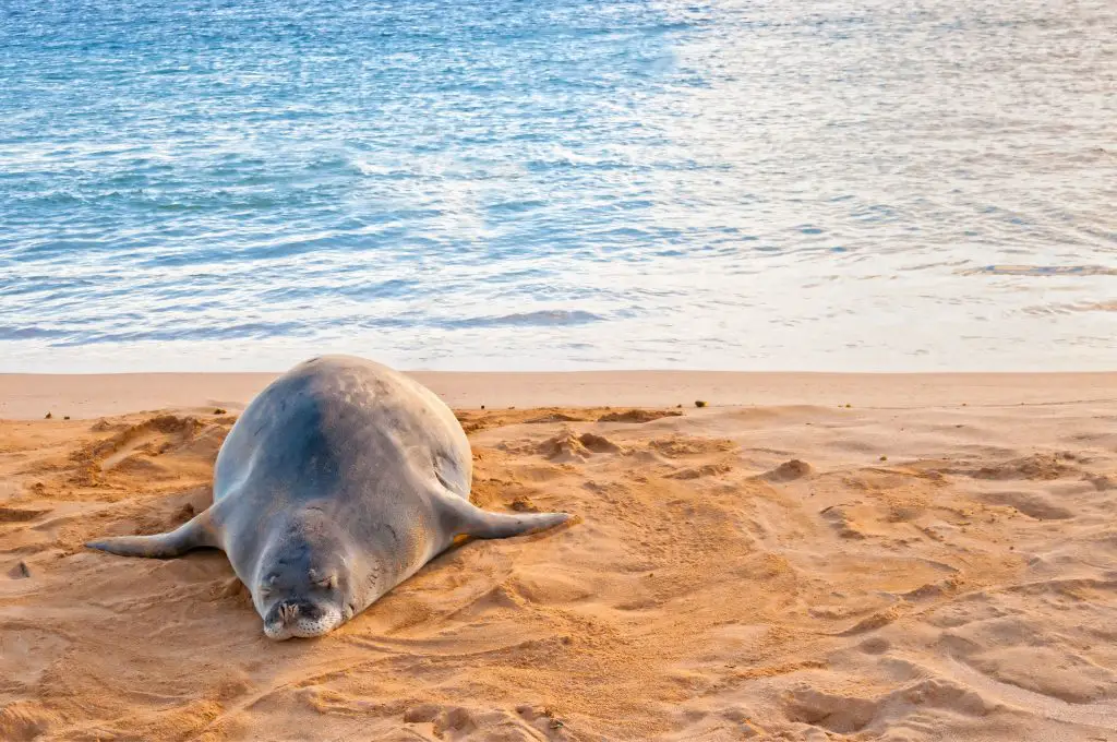 Hawaiian Monk Seal Rests on Poipu Beach-One Week in Kauai