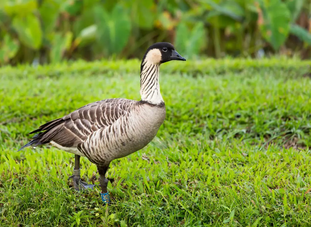 Nene, the Endangered State Bird of Hawaii - One Week in Kauai